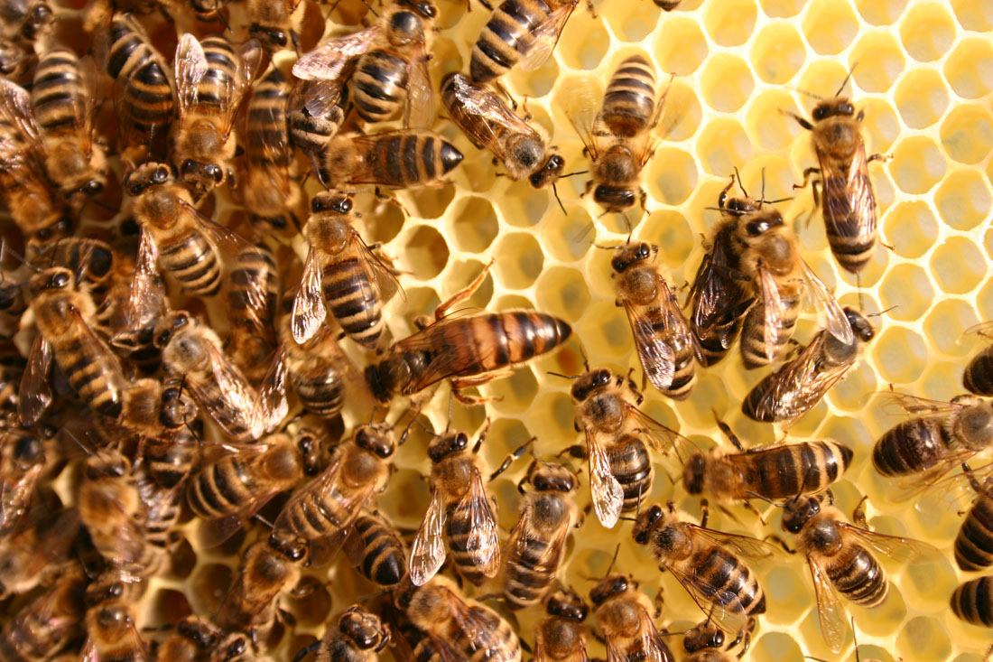 Bienenkönigin im Volk Bienenkönigin im Volk