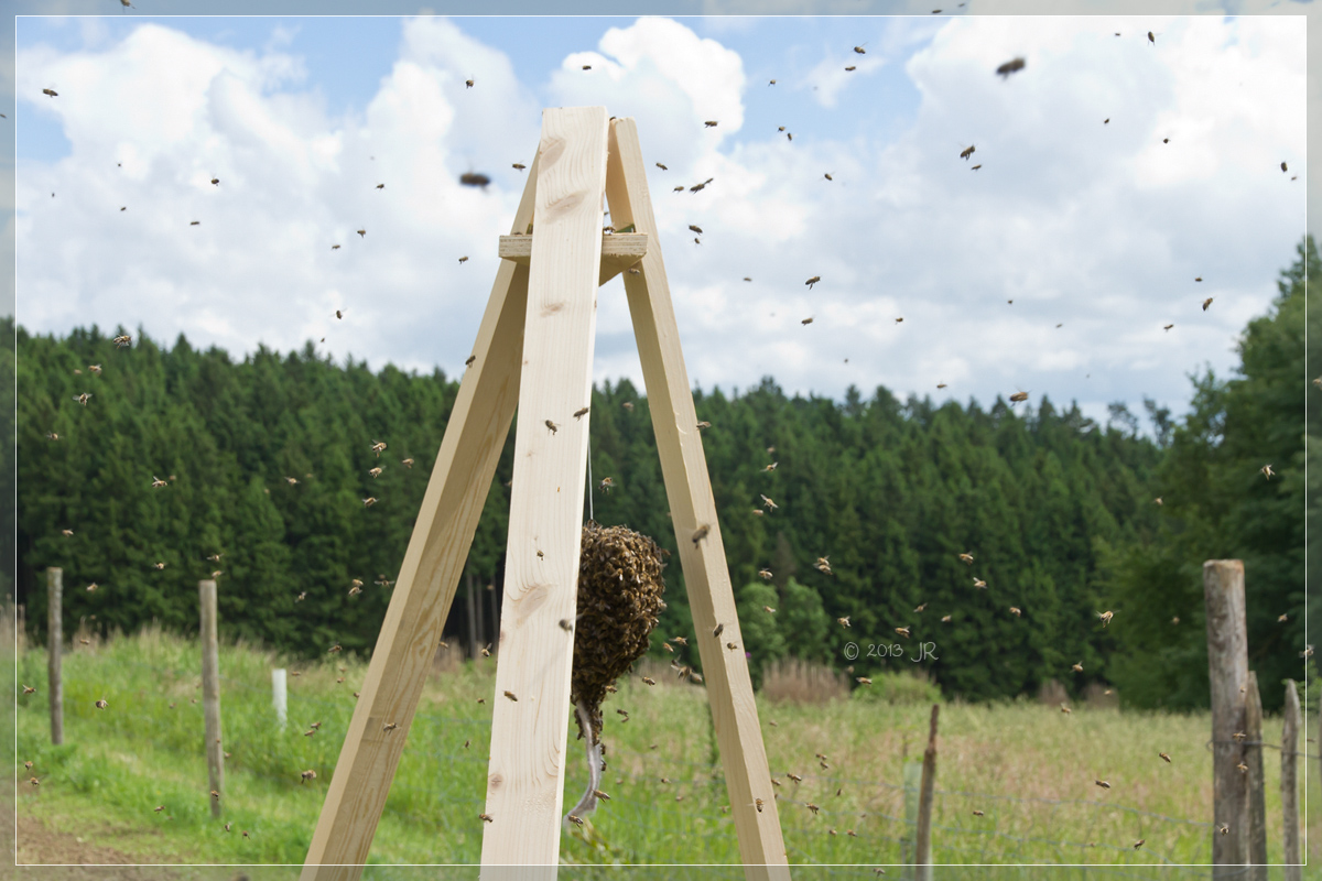 Bienen umschwärmen die neue Königin Bienen umschwärmen die neue Königin