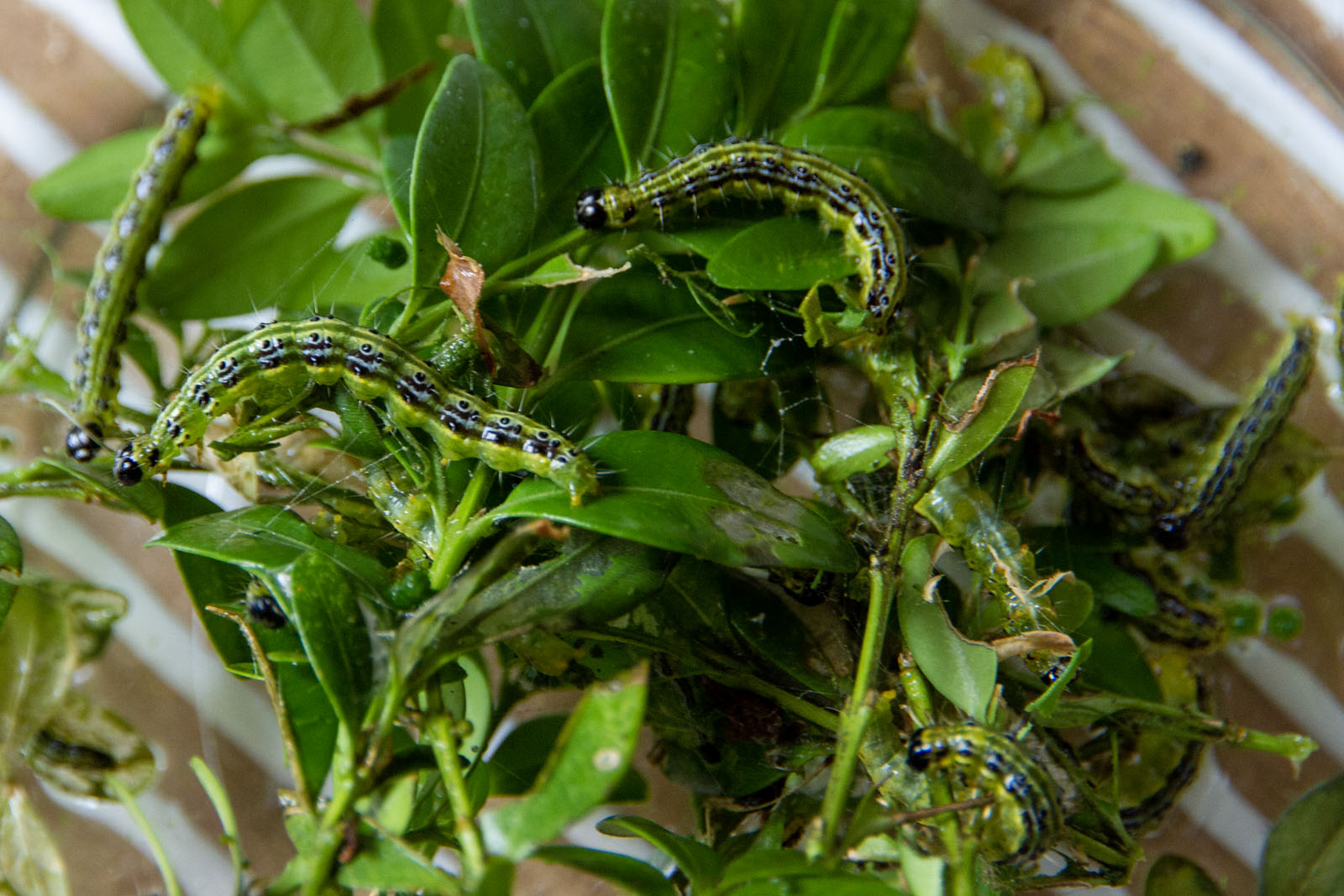 Buchsbaumzünsler-Raupen Buchsbaumzünsler-Raupen