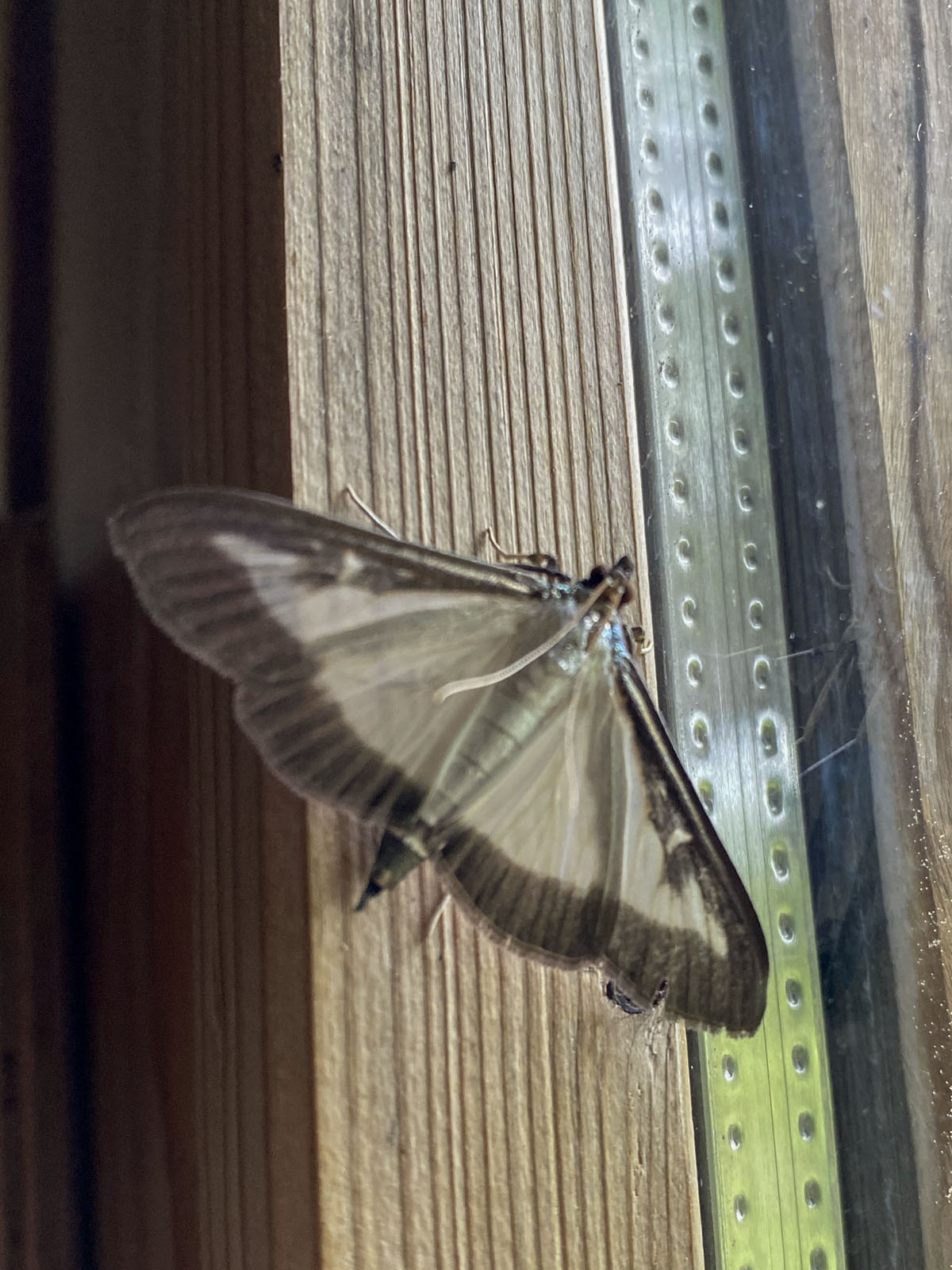 Buchsbaumzünsler-Falter Buchsbaumzünsler-Falter