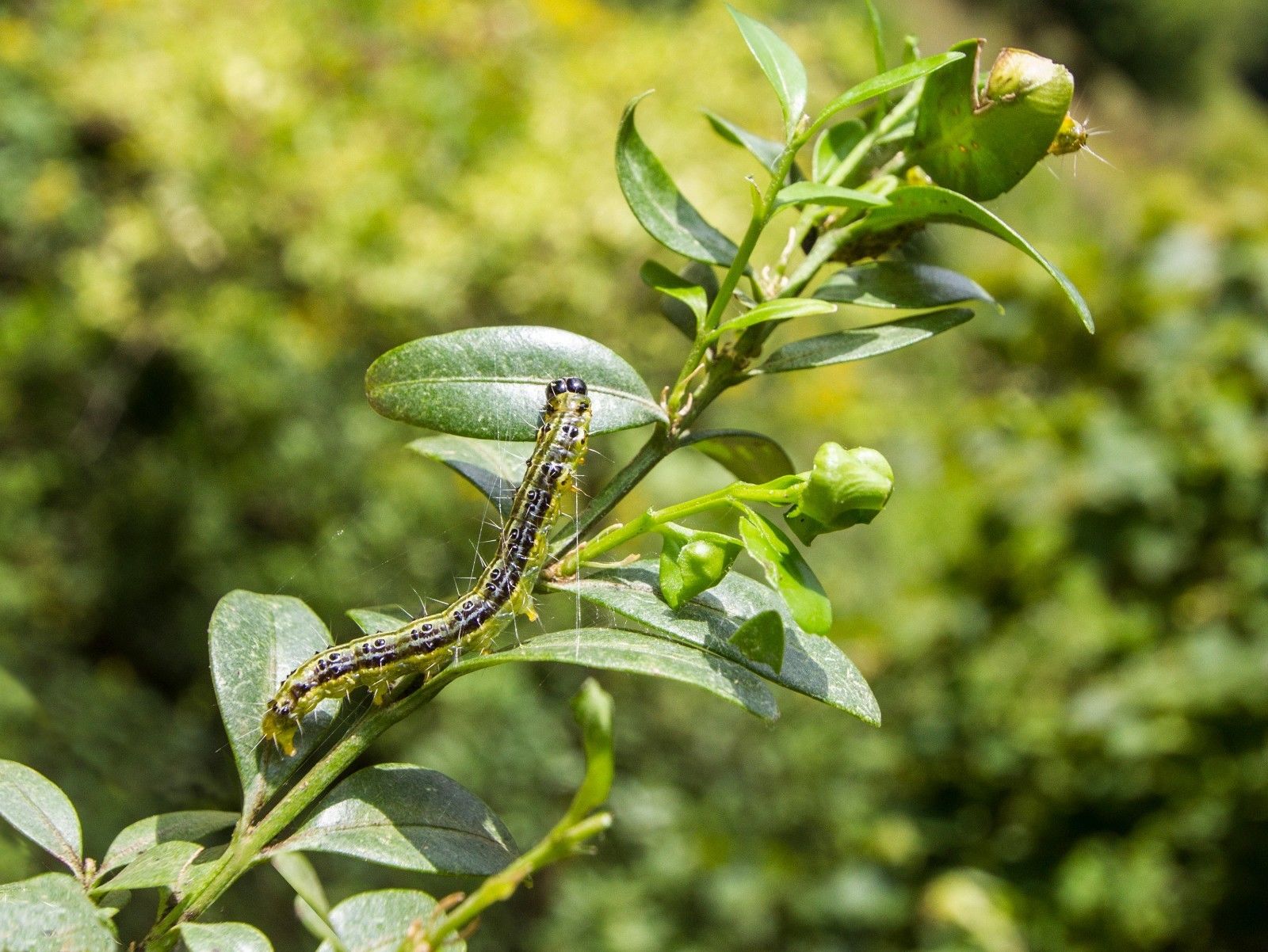 Buchsbaumzünsler-Raupen Buchsbaumzünsler-Raupen