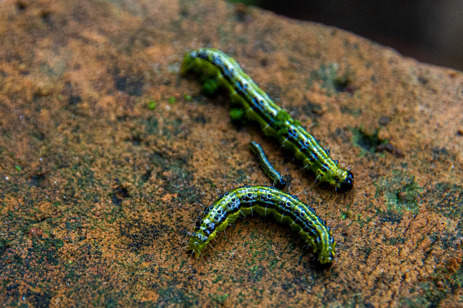Buchsbaumzünsler-Raupen Buchsbaumzünsler-Raupen